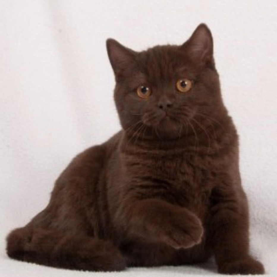 Британская прямоухая кошка шоколадного окраса