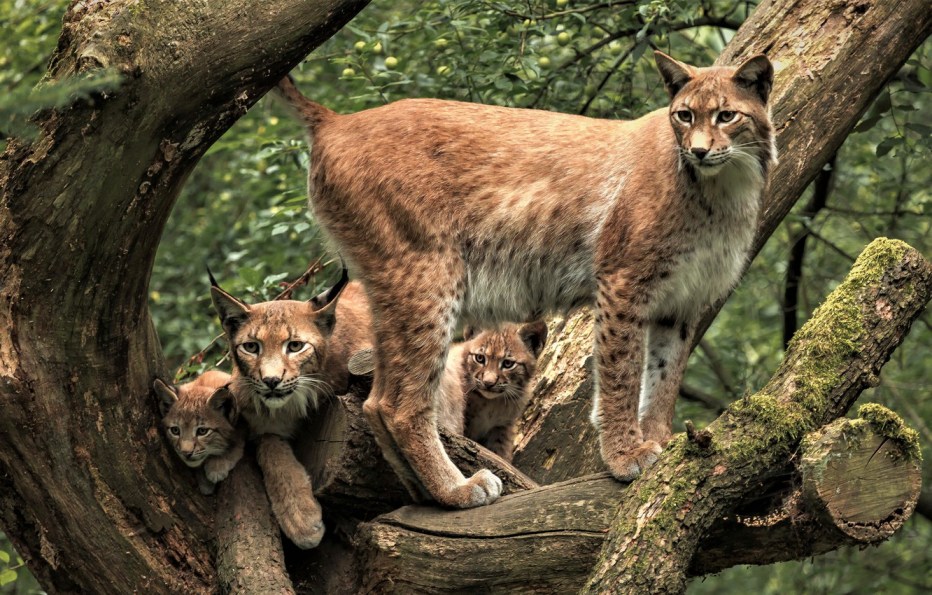 Lynx issiodorensis