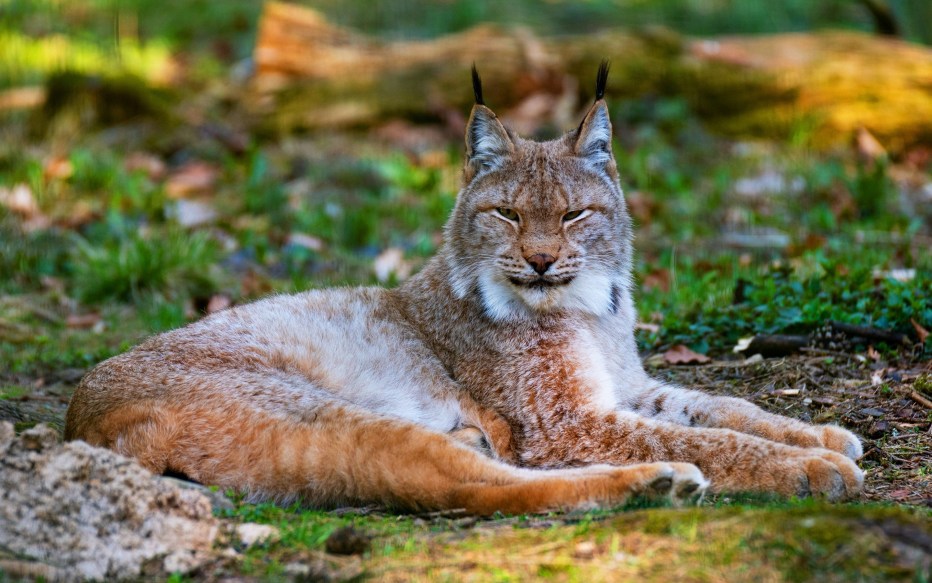 Рысь — Lynx Lynx