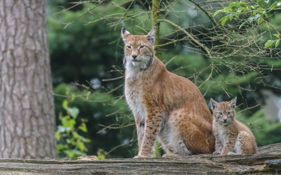 Обыкновенная Рысь Lynx Lynx