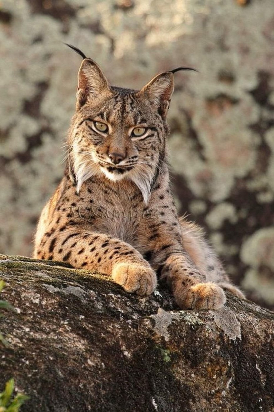 Рысь — Lynx Lynx