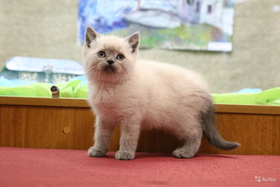 Кошки окраса колор Пойнт бежевый