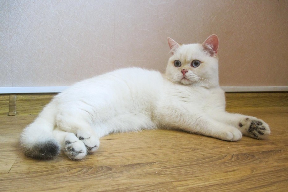 Британская короткошерстная колор Пойнт