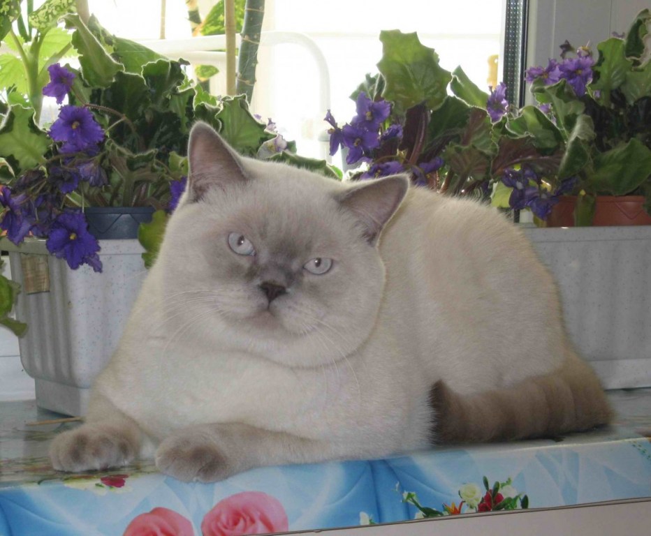 Шотландская прямоухая кошка колор Пойнт