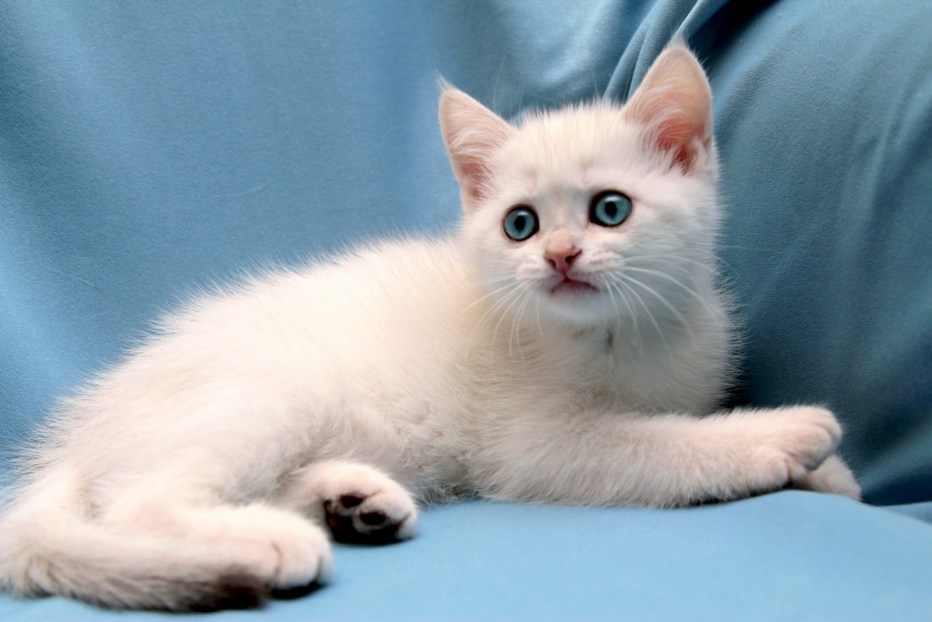 Британский кот Линкс Пойнт