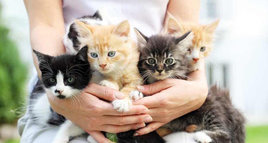 Много котят в руках