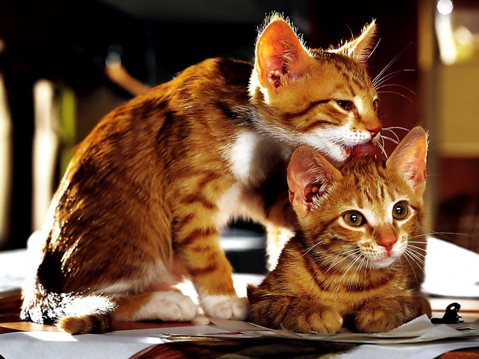Коты и кошки