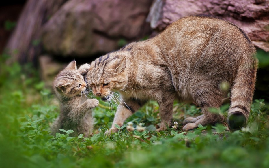 Гобийская серая кошка
