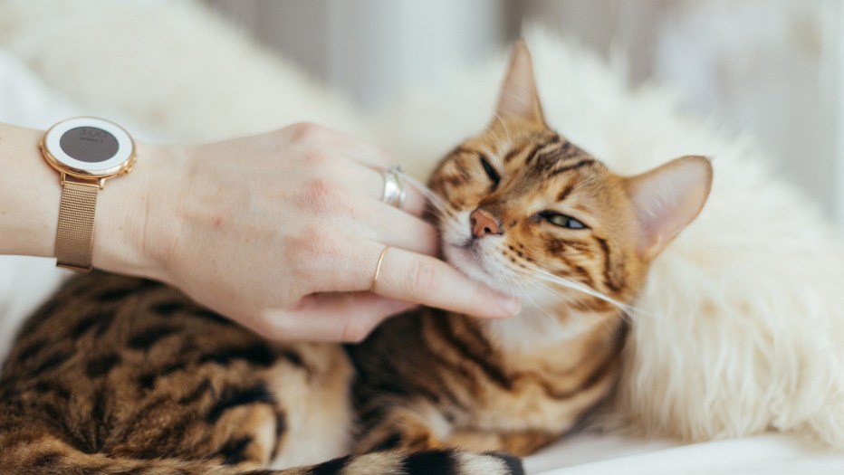 Мурлыканье кота