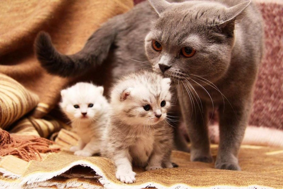 Британские котята с мамой