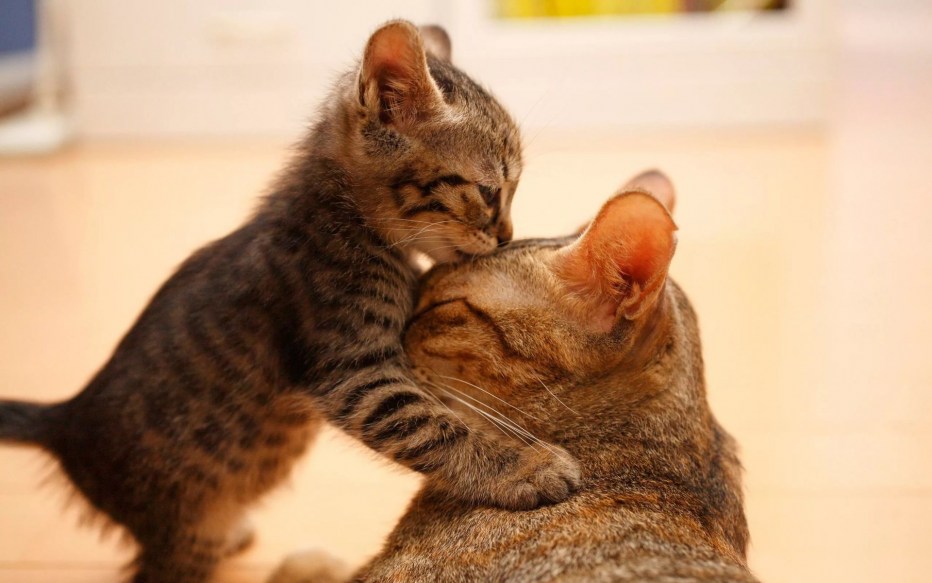 Котята с мамой