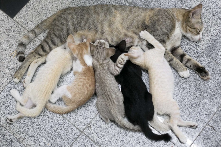 Заботливая кошка