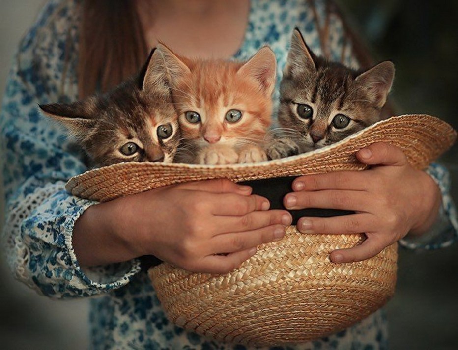Добро с кошками