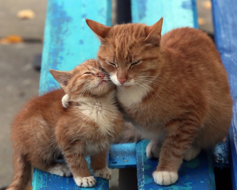 Мама кошка и котенок