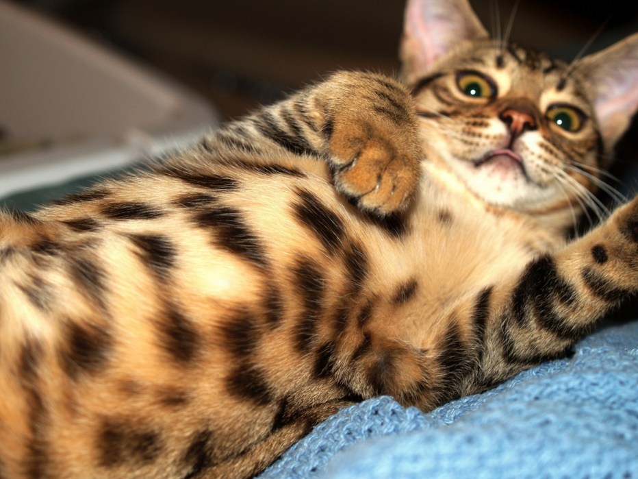 Пятнистый бенгальский кот