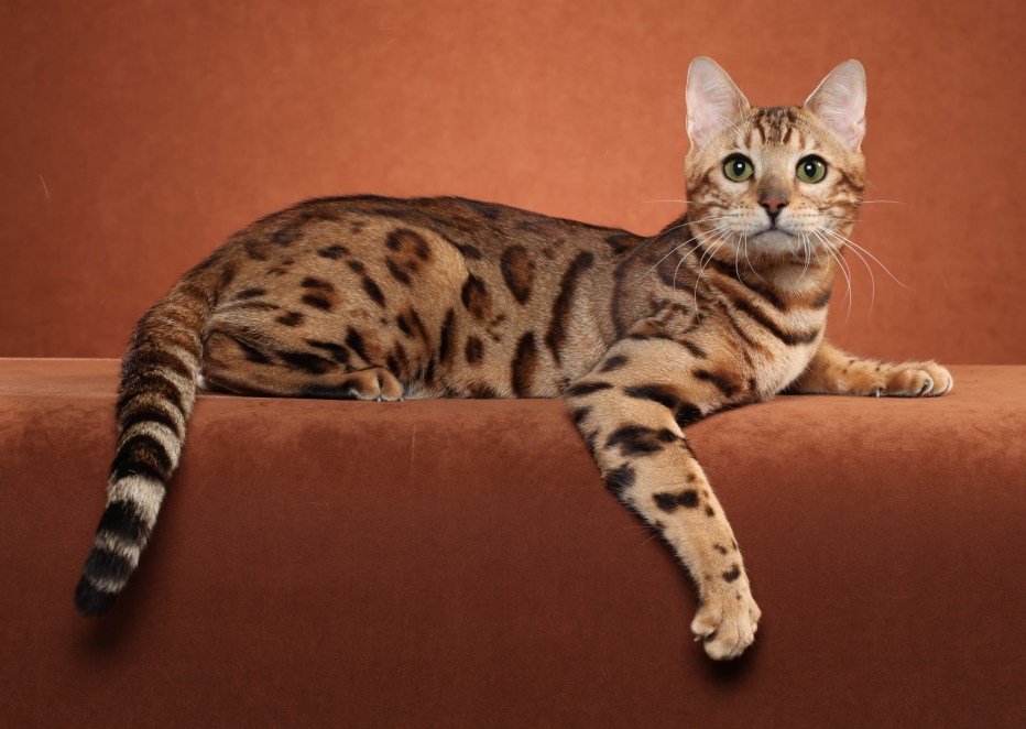 Кот Оцикет