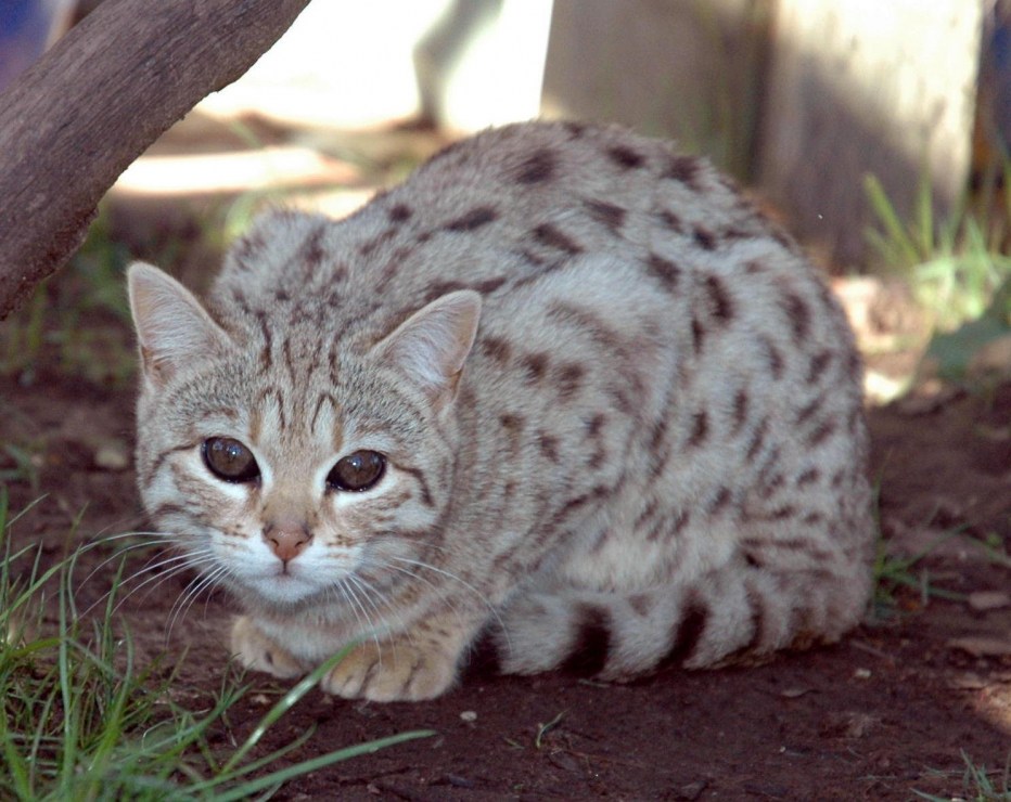 Бенгальская короткошерстная кошка