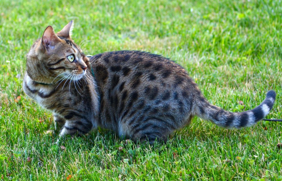 Бенгальский кот серый