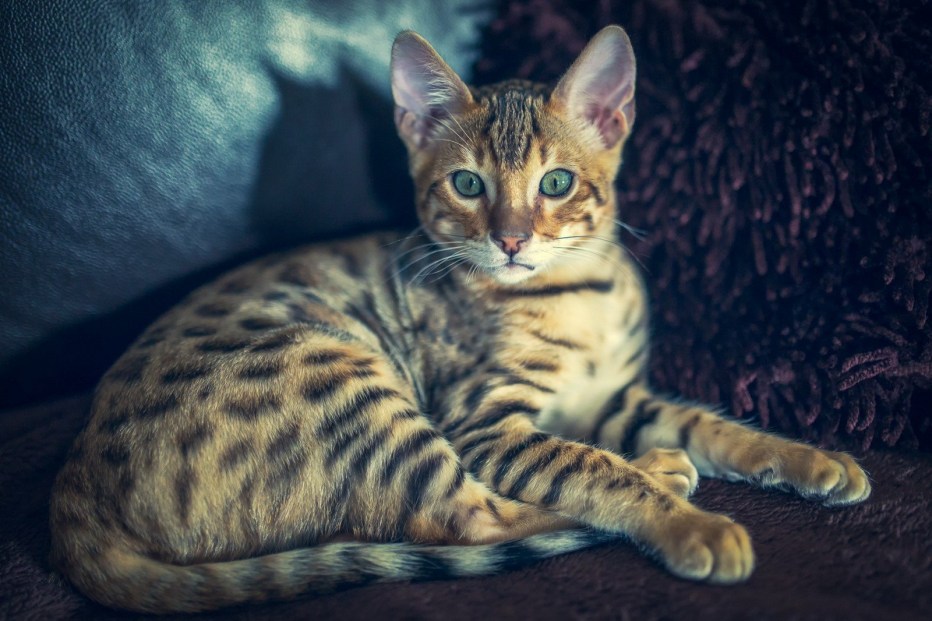 Курцхаар кот