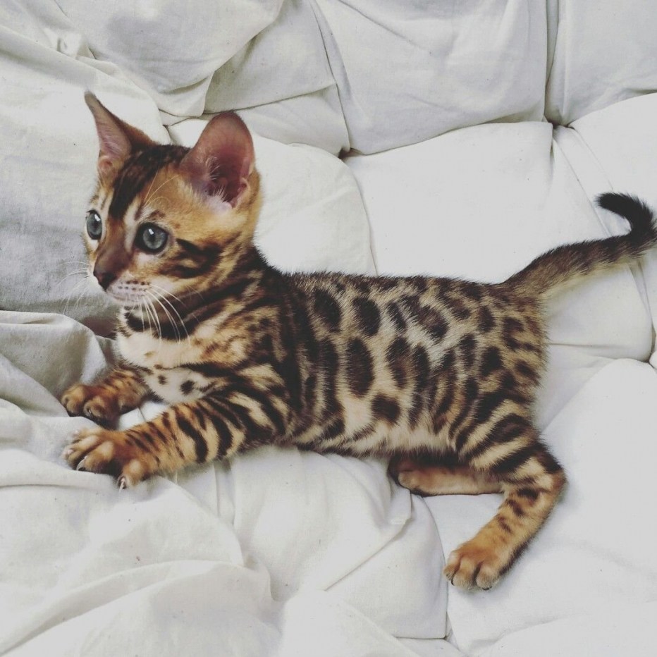 Египетская МАУ кошка