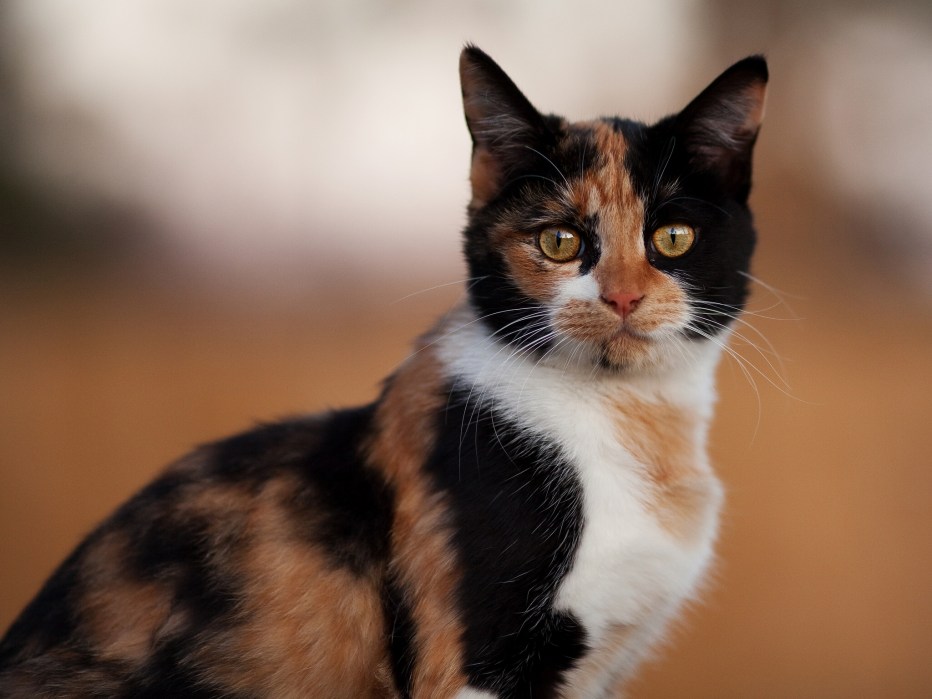 Бенгальская кошка