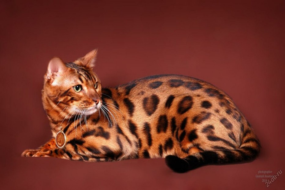 Бенгальская кошка