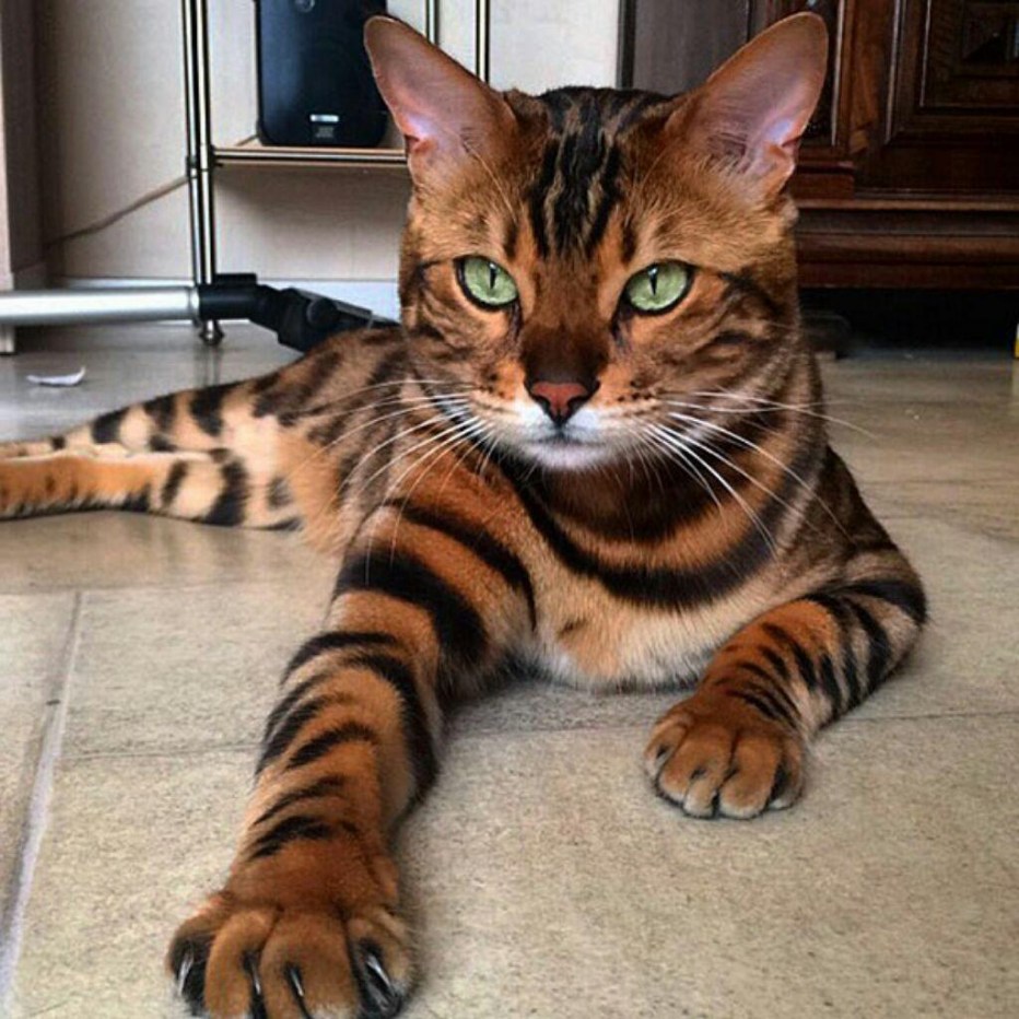 Пятнистая домашняя кошка