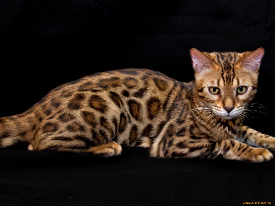Бенгальский камышовый кот