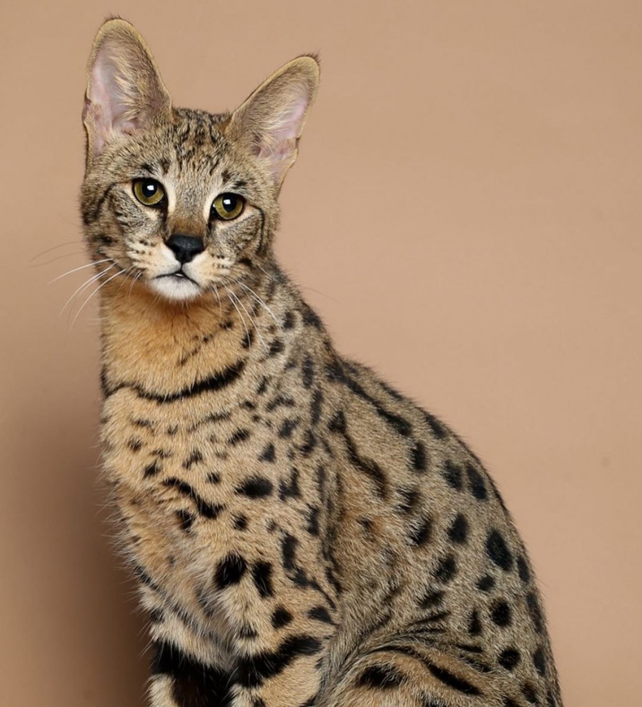 Бенгальская кошка
