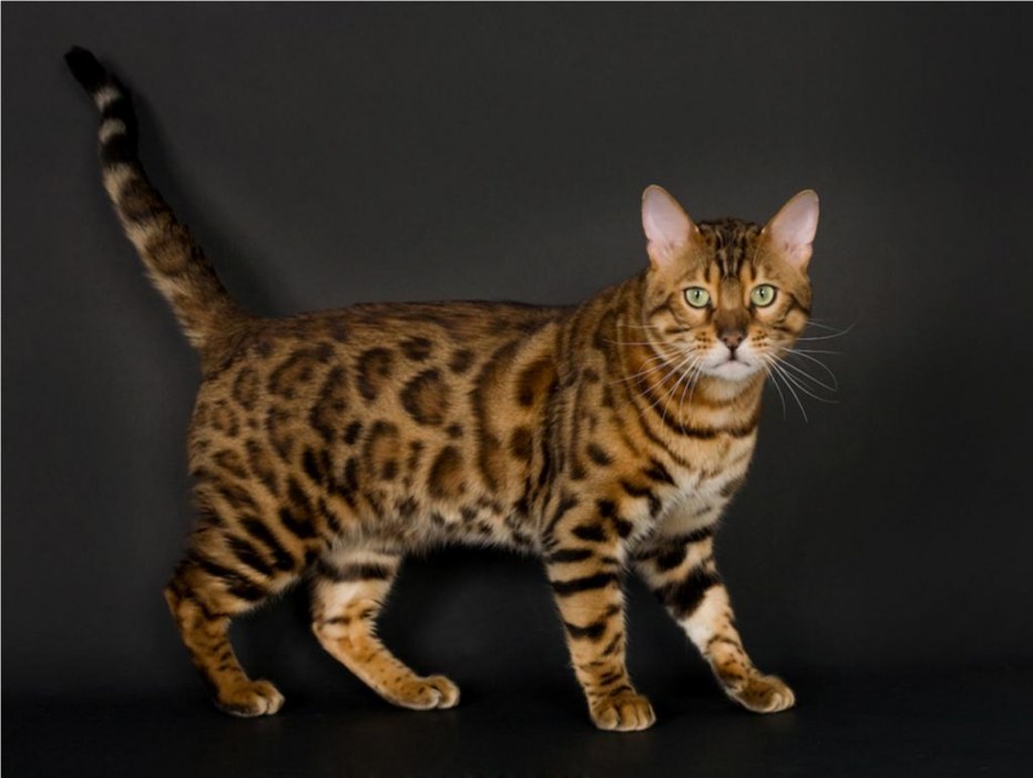 Коты бенгалы британцы