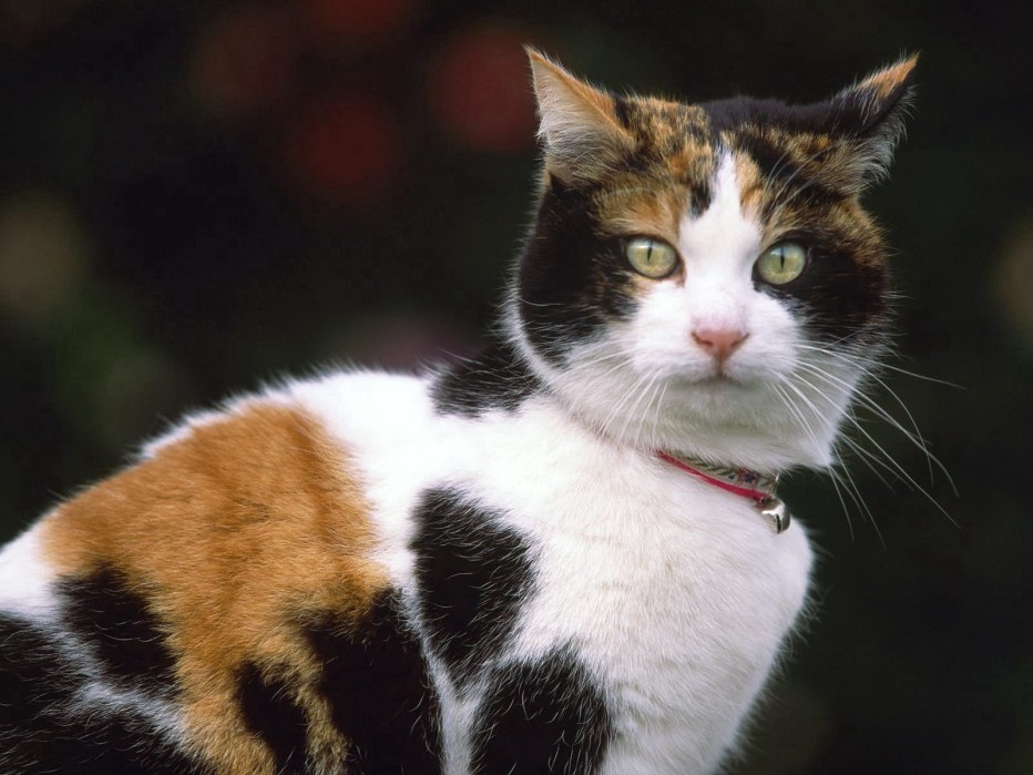 Бенгальская кошка