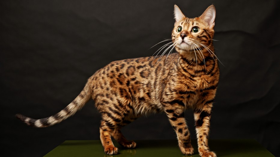 Египетская МАУ кошка