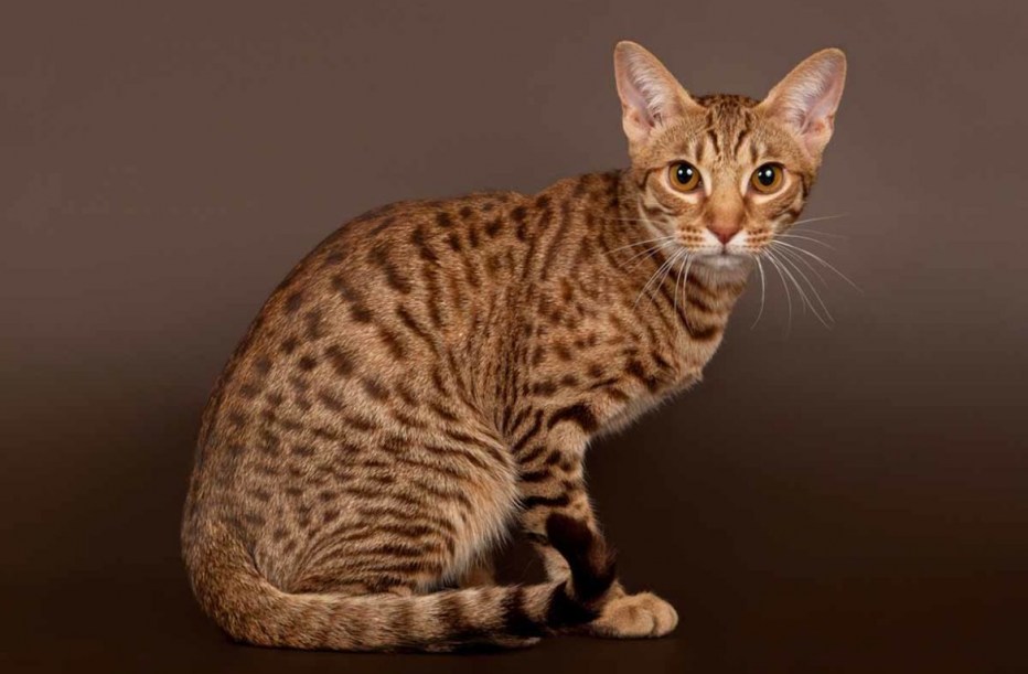 Бенгальская кошка