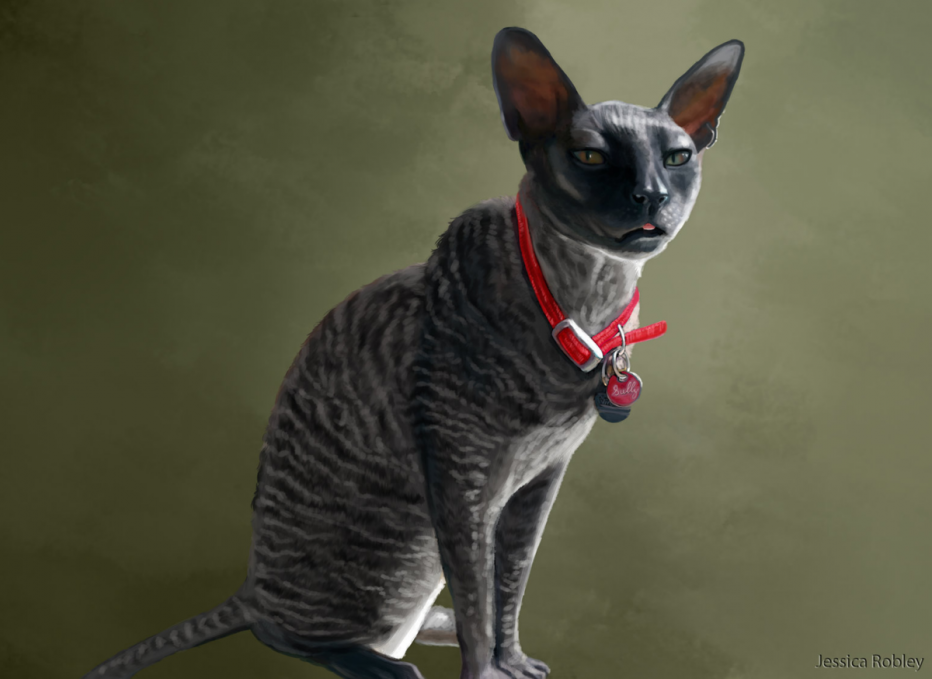 Корниш рекс