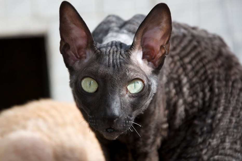 Коты породы Корниш рекс