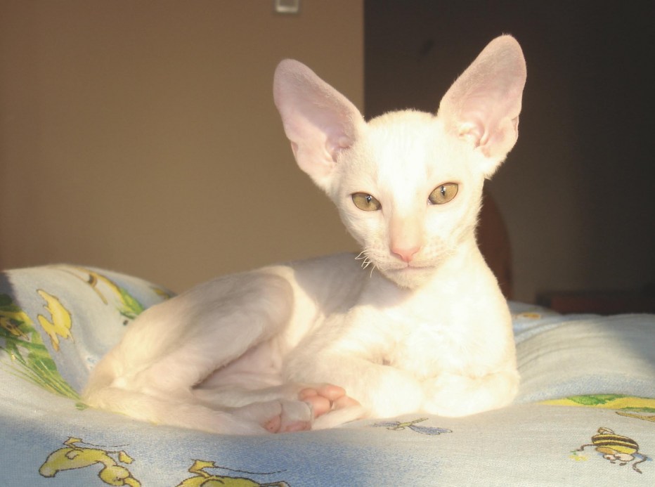 Кот Девон рекс