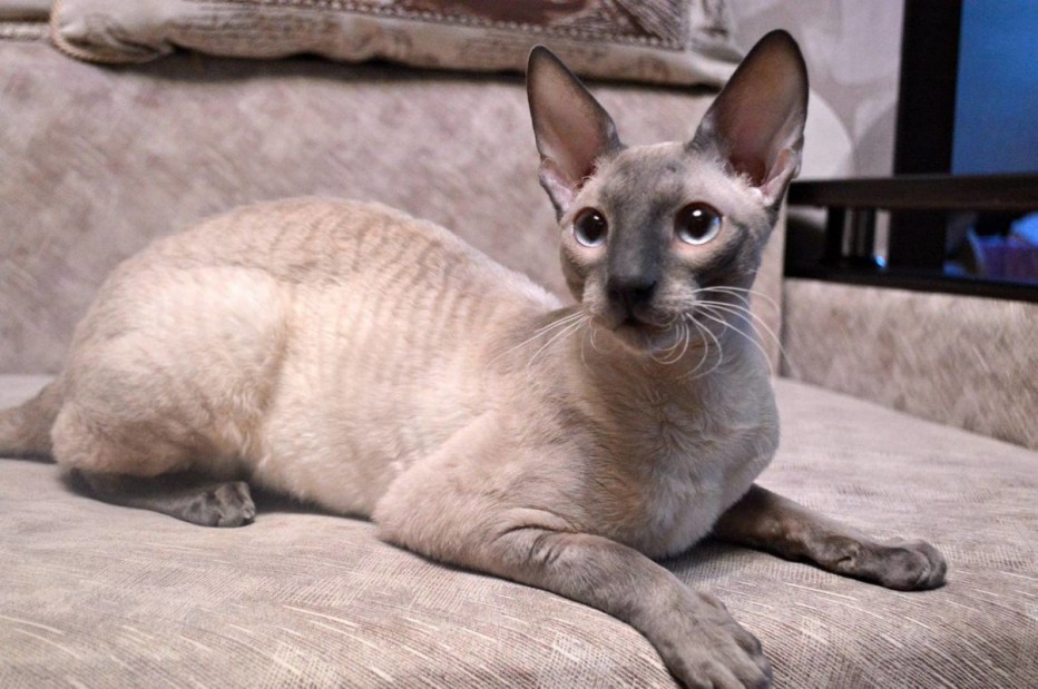 Сфинкс кошка Корниш рекс