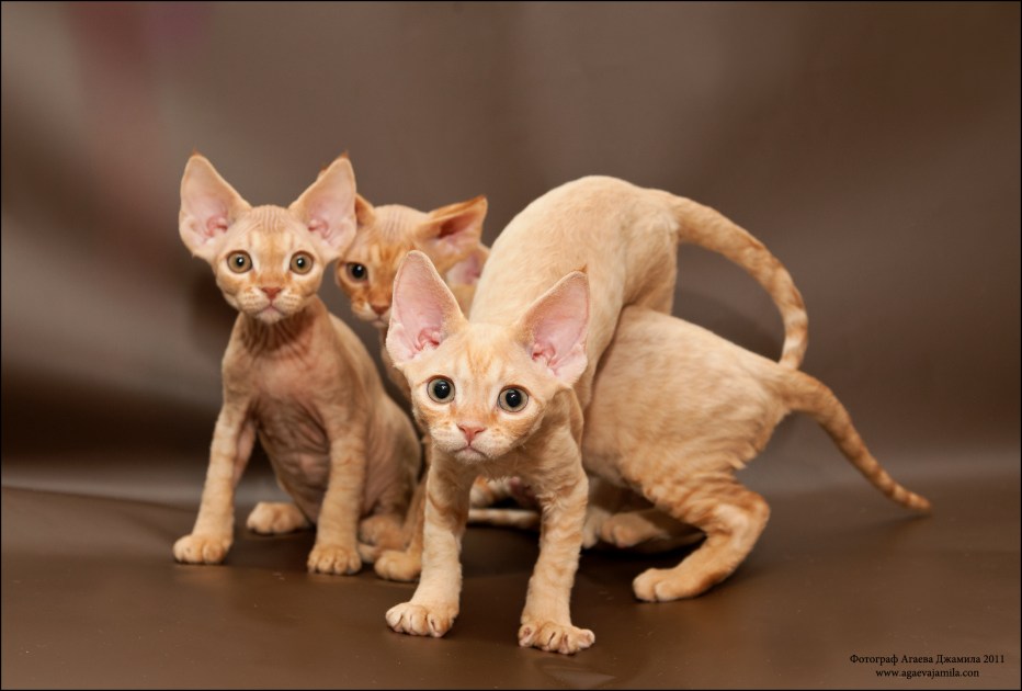 Корниш рекс кошка