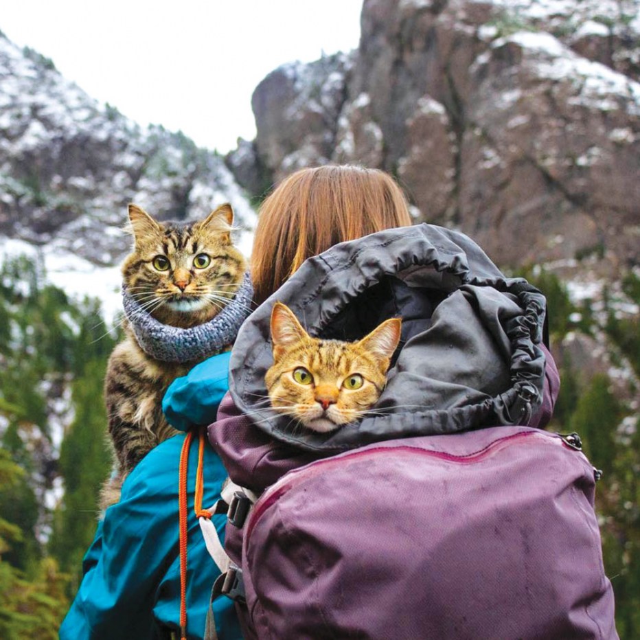 Сьюки кот путешественник