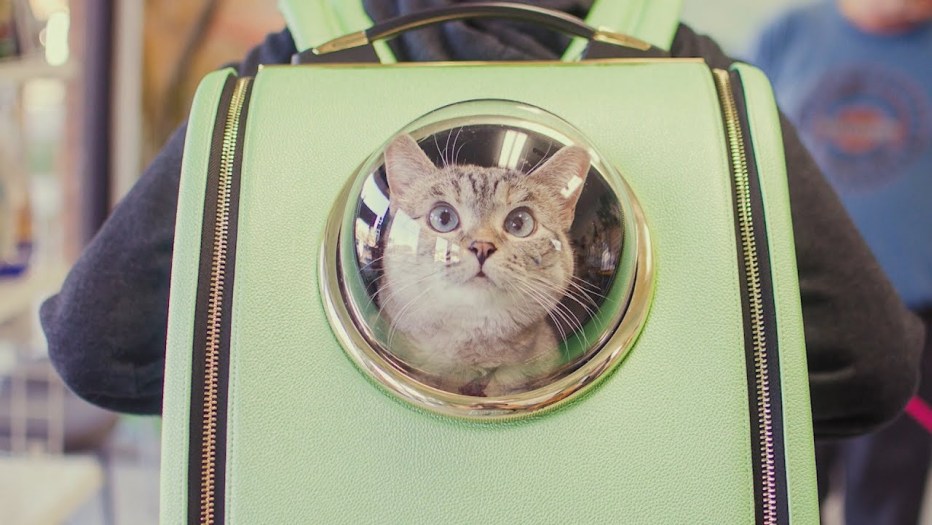 Кот с портфелем
