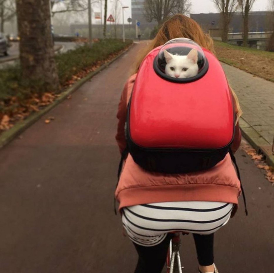 Рюкзак для кота с иллюминатором