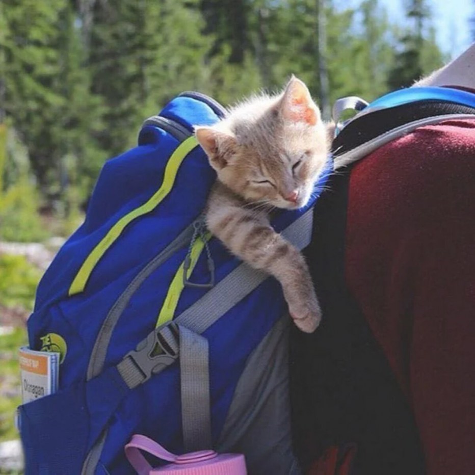 Кот в походе