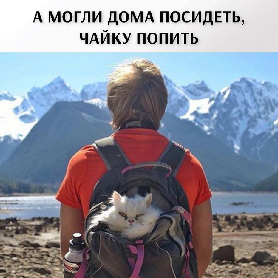 Кот путешественник с рюкзаком