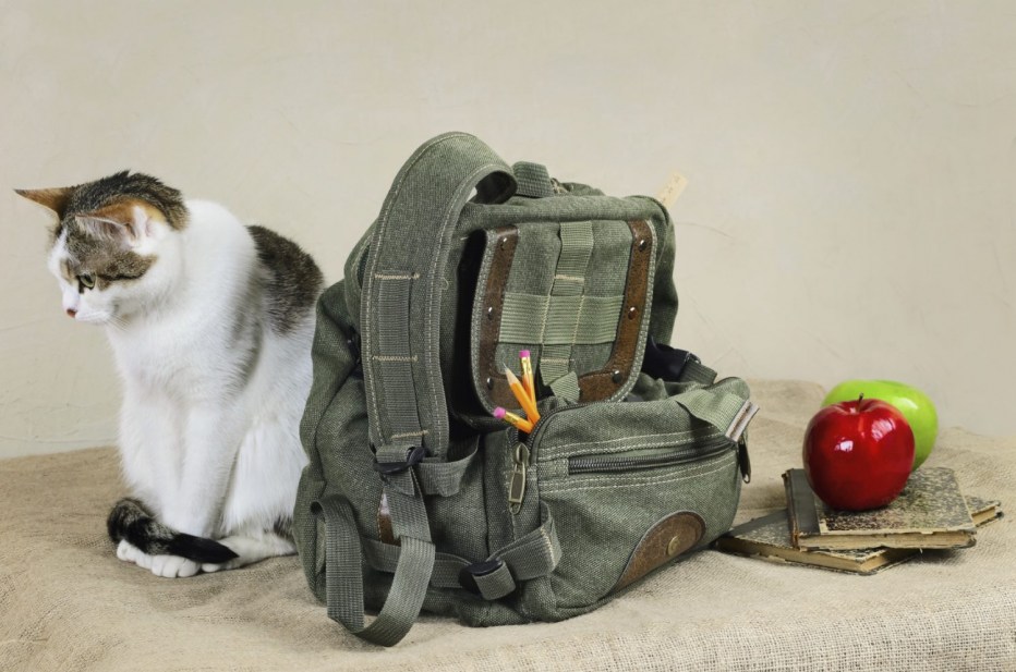 Рюкзак кот