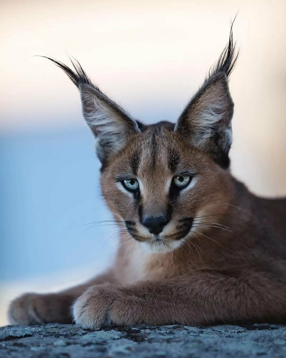 Кот каракал домашний