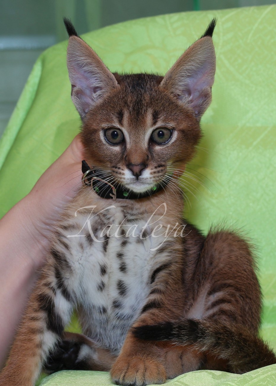 Каракет котенок