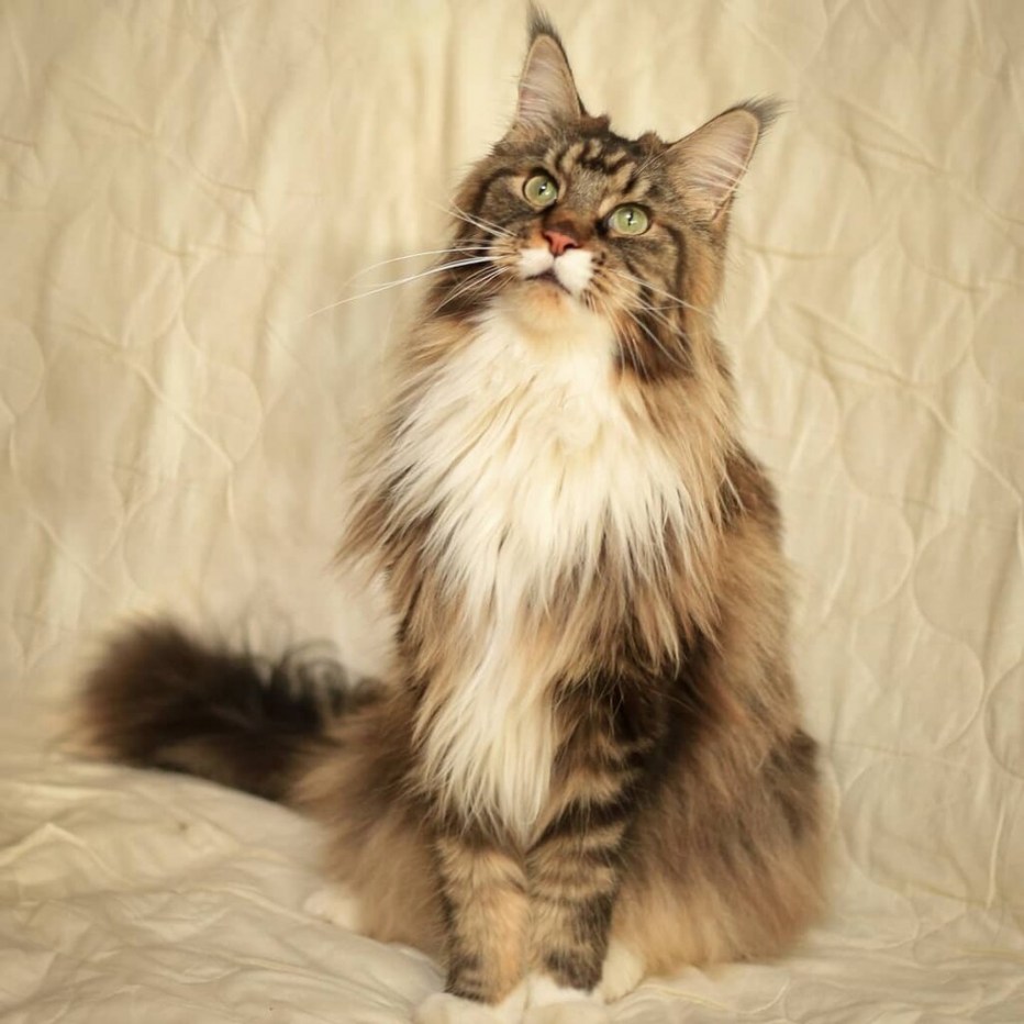 Мейкун кошка короткошерстная