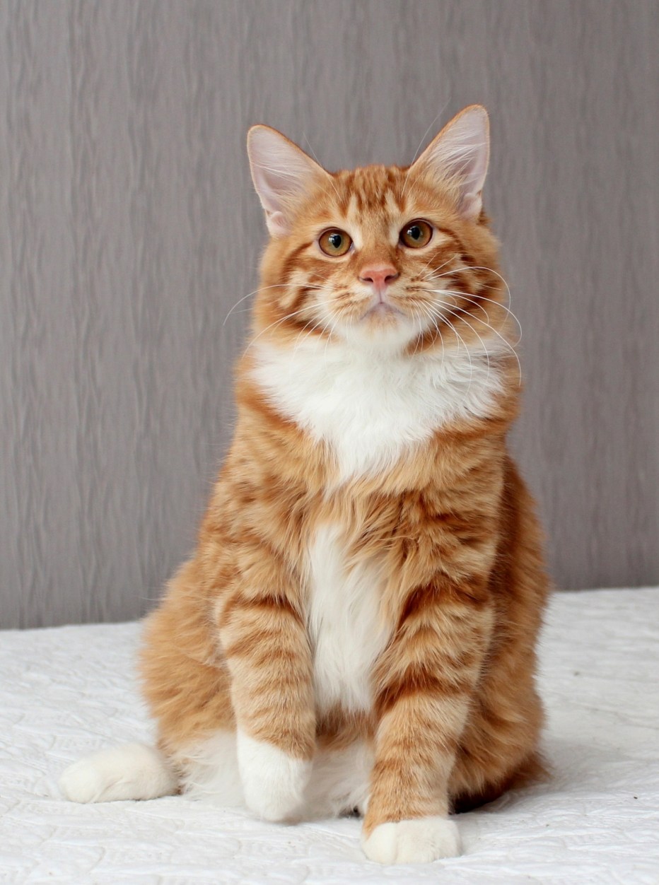 Курильский бобтейл
