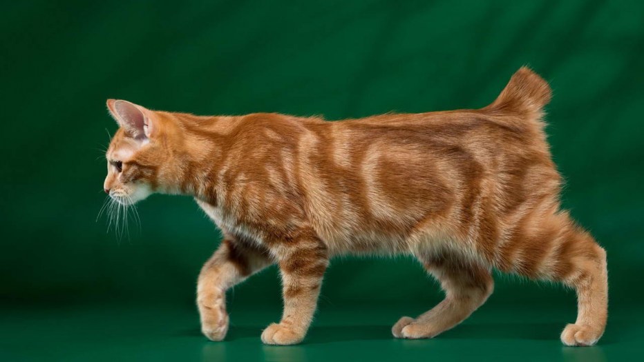 Коты Курильский бобтейл