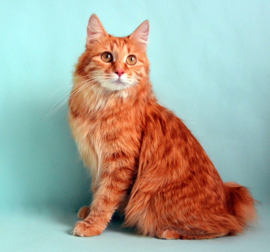 Кошки Курильский бобтейл красный мрамор